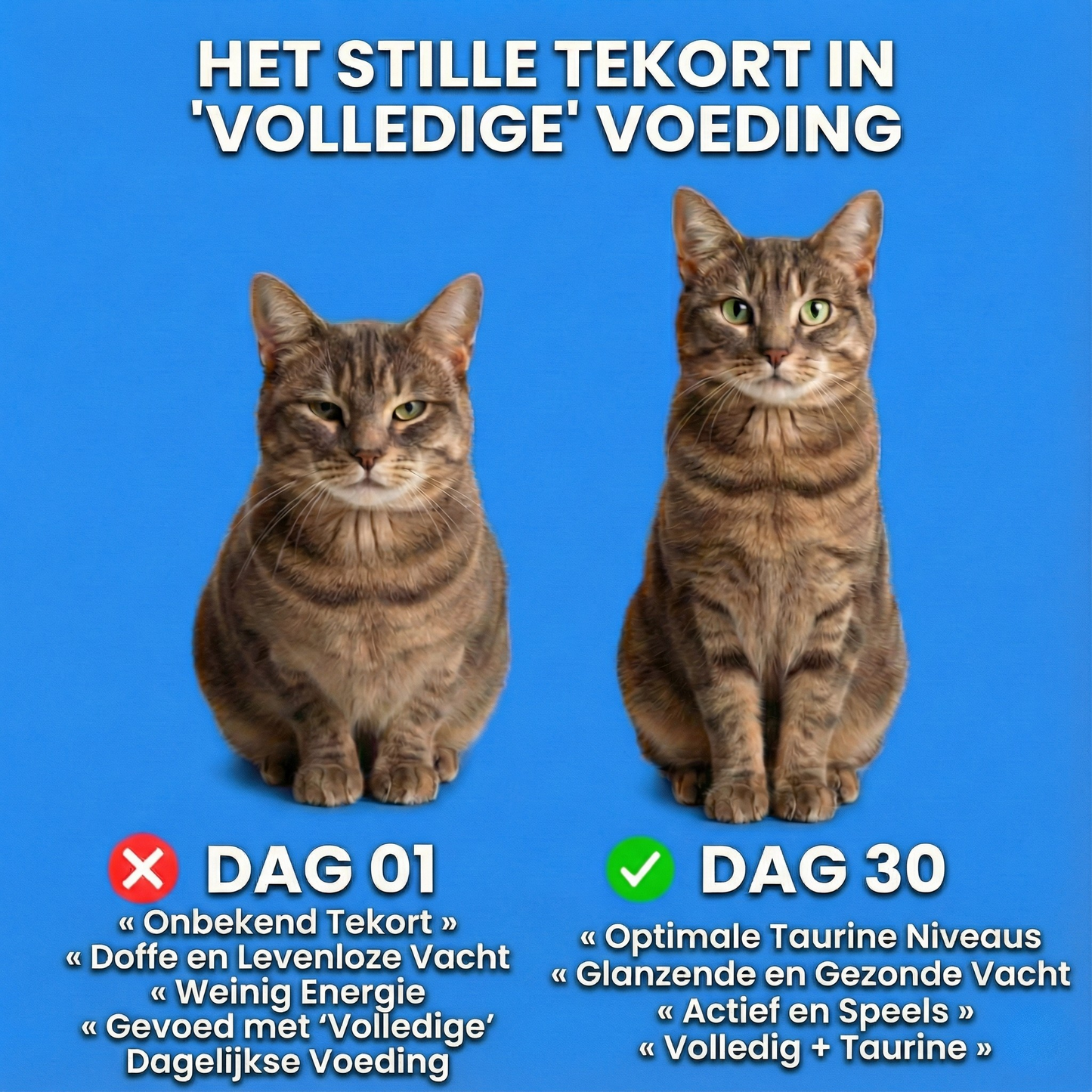 PureTaurine+ - Nr. 1 aanbevolen door dierenartsen